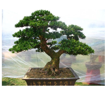 雀舌罗汉松盆景树桩花卉盆景室内盆栽庭院绿植花卉盆栽创意造型树 虎窝淘