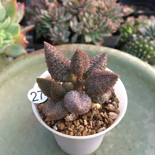 荔枝皮水泡多肉植物办公室内多肉萌肉肉小盆栽花一物一拍肉肉植物