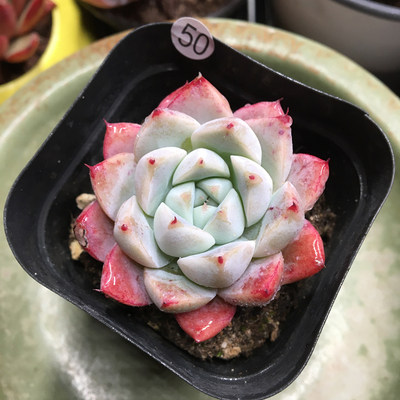 如梦令多肉植物一物一拍办公室阳台室内植物组合盆栽萌肉肉盆栽 虎窝淘