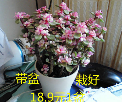 多肉金枝玉叶雅乐之舞景天盆栽植物玉树盆栽花卉室内绿植 虎窝淘