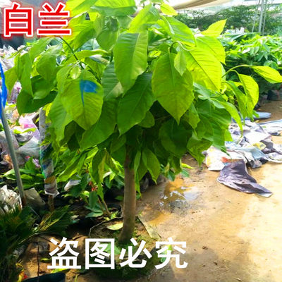 白玉兰树苗白兰花盆栽白兰花苗黄兰木兰花黄桷兰树苗浓香花卉 虎窝淘