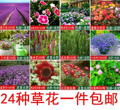 花海专用草花种子薄荷种子满天星薰衣草波斯菊四季可播花开花落 虎窝淘