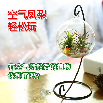 花舞雪日本进口花吹雪促花肥植物营养液有机肥料开花神器盆栽家用 虎窝淘