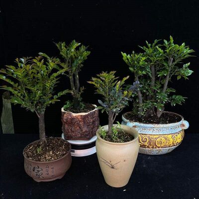 小叶紫檀盆景树苗花卉盆栽办公室植物黑骨茶树桩四季常青耐寒 虎窝淘