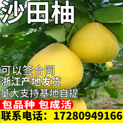 沙田柚树苗嫁接苗柚子苗正宗红心柚苗盆栽当年结果果苗地栽特大 虎窝淘