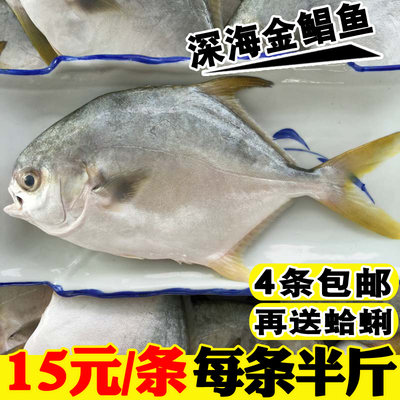 海鱼新鲜金鲳鱼深海野生鲳鱼金昌鱼平鱼扁鲳鱼海鲜水产鲜活鱼类 虎窝淘