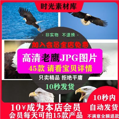 B122 高清图片白头海雕鹰隼猛禽大自然野生动物美工设计合成素材 虎窝淘