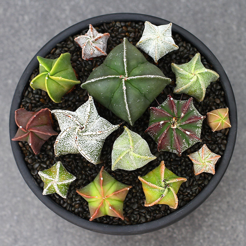 植物员外鸾凤玉三角四角五角实生仙人球懒人植物开花多肉植物 虎窝淘