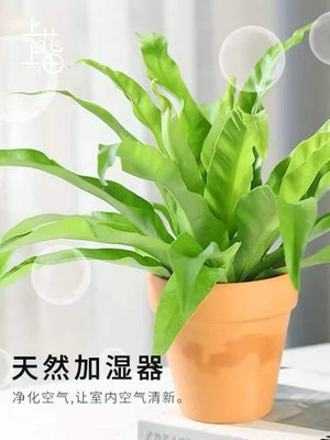 蕨类植物 铁线蕨夏雪银线蕨耐阴常绿室内桌面绿植盆栽上上花田 虎窝淘