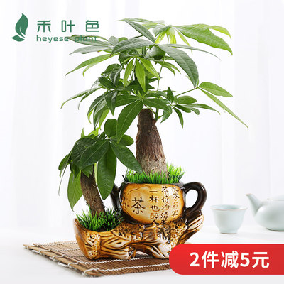 发财树盆栽植物室内花卉盆栽绿植金钱树盆栽客厅小盆景招财富贵树 虎窝淘