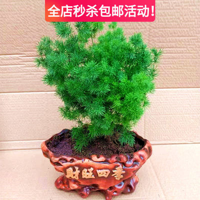 蓬莱松盆栽好养活植物室内花卉四季常青净化空气吸甲醛生肖猴招财 虎窝淘