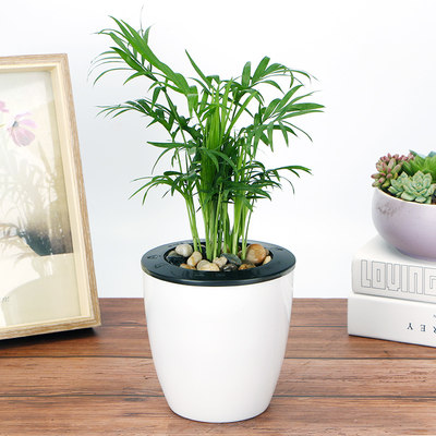 袖珍椰子小盆栽微景观室内花办公室花盆净化空气盆景绿植水培植物 虎窝淘