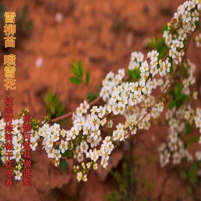 雪柳树苗 价格 图片 淘宝天猫雪柳树苗优惠商品大全 综合排序 虎窝淘