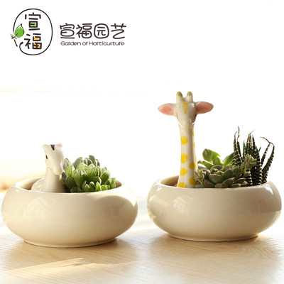 铂玉多肉植物花盆创意小动物肉肉花盆个性简约室内白瓷盆陶瓷盆器 虎窝淘