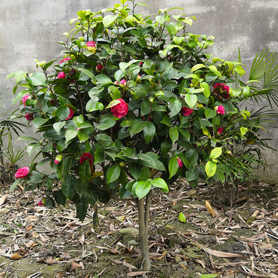 庭院耐寒大型花卉山茶花树苗四季常青植物耐冬耐冻茶花树苗绿植花 虎窝淘