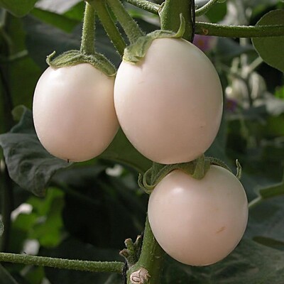 白云鸡蛋茄子苗白茄子种子早熟口感绵软蔬菜种子四季播种白圆茄子 虎窝淘