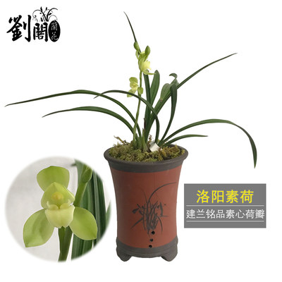 建兰四季兰花苗洛阳素荷夏带花苞出售素心荷瓣好养花卉绿植盆栽 虎窝淘