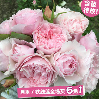 蜜肯混合颗粒土乌金土40 黄金软麦饭石鹿沼土全颗粒多肉夏 虎窝淘