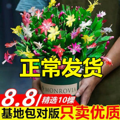 蟹爪兰盆栽带花苞带盆多色嫁接螃蟹抓苗开花卉四季植物室内花 虎窝淘