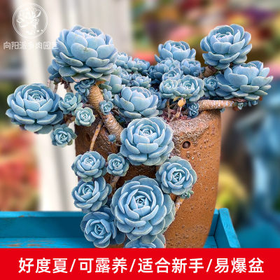 鲁氏石莲粉鲁安娜玫瑰群生老桩一物一拍多肉植物绿植花卉向阳派 虎窝淘