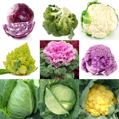 西蓝花 价格 图片 淘宝天猫西蓝花优惠商品大全 6 综合排序 虎窝淘