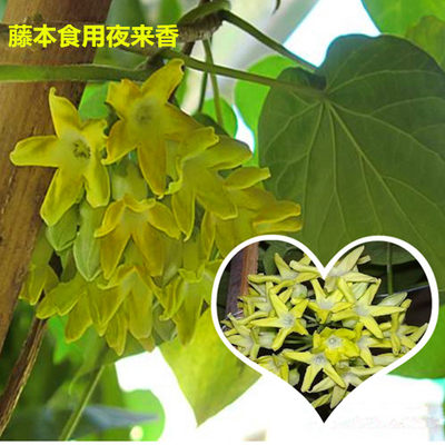 食用夜来香树苗藤本花卉植物爬藤千里香花苗夜兰香夜香花驱蚊虫 虎窝淘