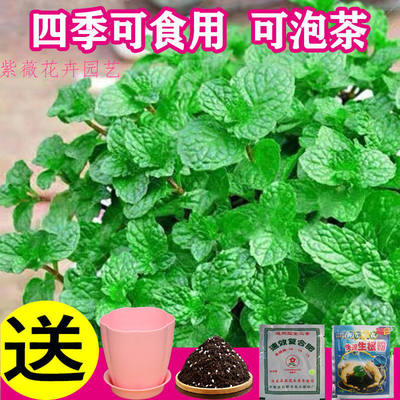 食用薄荷种籽四季种植易活种孑室内驱蚊小盆栽猫薄荷种子花种籽子 虎窝淘