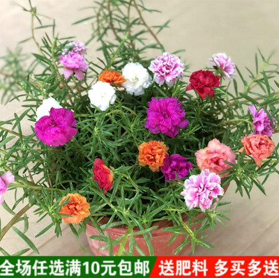 重瓣太阳花花籽四季花种子易活种籽盆栽室外庭院开花种孑花种籽子 虎窝淘