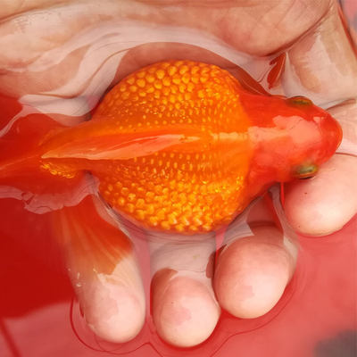 红白五花珍珠鳞皇冠活体金鱼冷水观赏鱼不加温淡水鱼快递包活包邮 虎窝淘