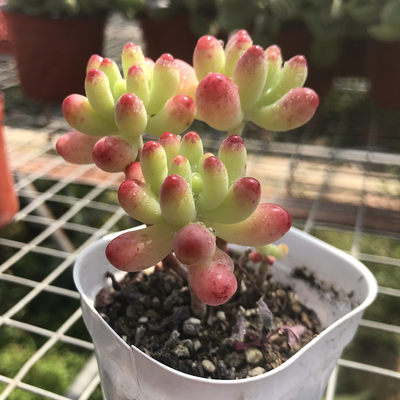 果冻乙女心多头老桩群生果冻色多肉植物盆栽小盆景肉肉八千代 虎窝淘