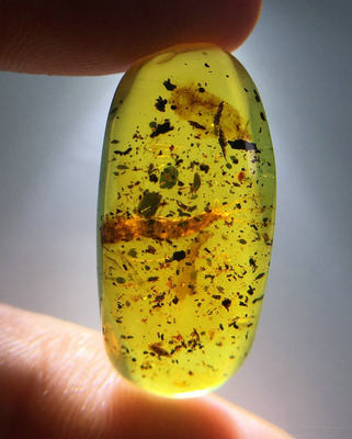 纯天然金珀虫珀琥珀史前昆虫化石随形吊坠或戒面收藏精品特惠价 虎窝淘