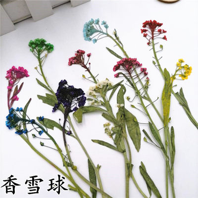 香雪球压花押花标本diy手工贴画框花材天然真花植物教学干花 顺峰干花工艺品 淘优券