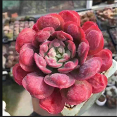 贵货出瘤子系列多肉植物雨滴尼古拉斯狂野男爵宝塔雨滴 虎窝淘