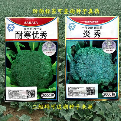 耐寒优秀 炎秀 优秀西兰花种子日本坂田青花菜绿花菜西蓝花种籽子 虎窝淘