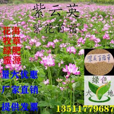 高标紫云英种子绿肥种子紫花苜蓿种子红花草种籽牧草玉米草种籽 虎窝淘