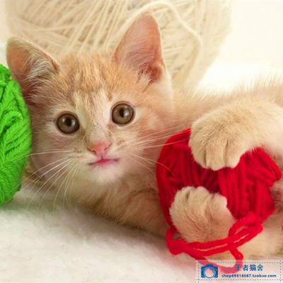 热卖纯种中华田园猫活体狸花猫橘猫三花猫佛山本地活幼猫崽宠物猫 虎窝淘