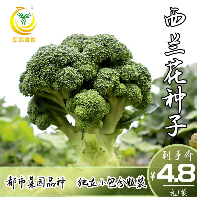 耐寒优秀西兰花种子炎秀西蓝花种籽青花菜花椰菜农场四季蔬菜种孑 虎窝淘