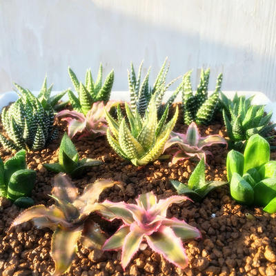 硬叶十二卷属多肉植物室内外庭院组合盆栽防辐射肉肉绿植大棚包邮 虎窝淘