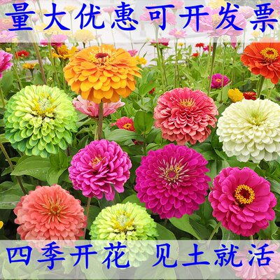 四季花种百日草种子四季开花庭院易种易活花籽百日草籽子室外花种 虎窝淘