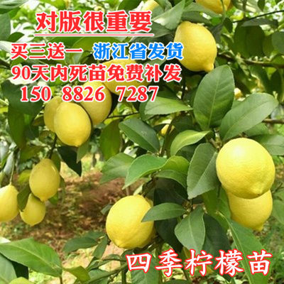 台湾四季无籽香水柠檬苗盆栽柠檬苗四季开花结果包邮包活柠檬树苗 浙江聚缘柑橘苗直销 淘优券