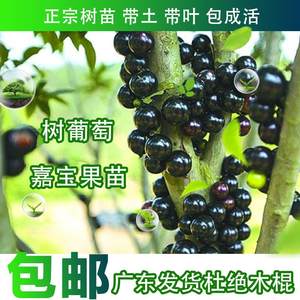 嘉宝果树苗树葡萄苗正宗台湾树葡萄果树带果南北种植当年结果包邮