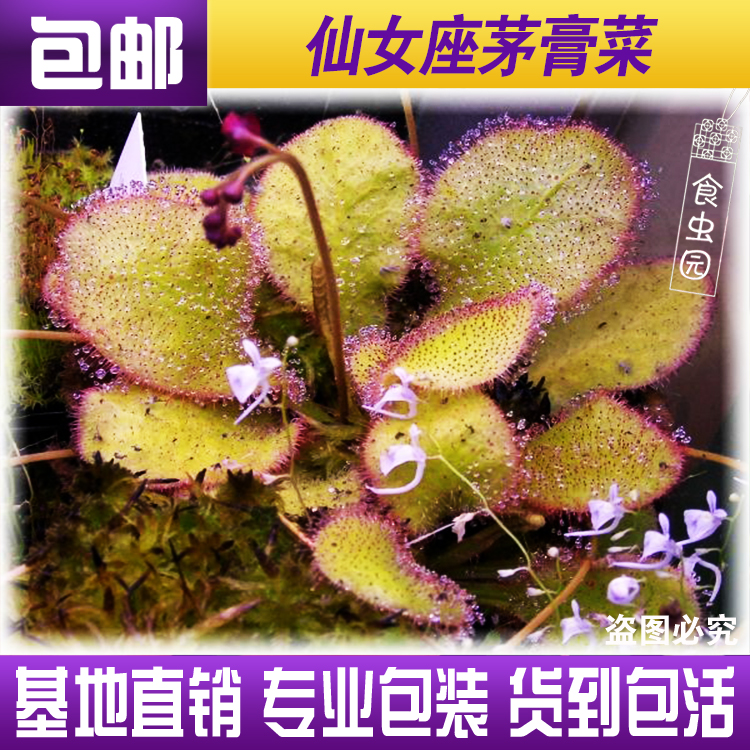 食虫植物 仙女座茅膏菜宽叶型食虫草毛毡苔小绿植 虎窝淘 食虫植物 仙女座茅膏菜宽叶型食虫草毛毡苔小绿植 虎窝淘