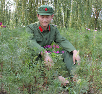 红卫兵服装文革服装拍照军装演出服60 70年代军装八路军演出服 虎窝淘