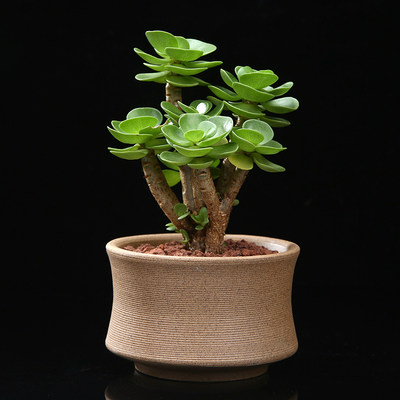 金钱木老桩多肉植物花卉室内盆栽肉肉招财办公室绿植好养小发财树 虎窝淘