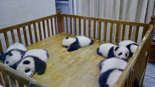 成都大<span class='highlight'>熊猫</span>繁育研究<span class='highlight'>基地</span>的游玩路线