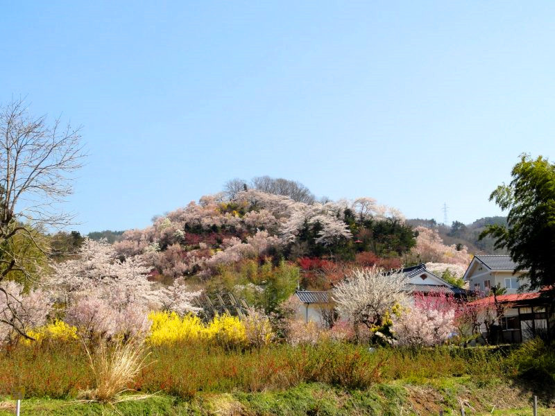 日本东北10大观樱景点福岛 花见山公园