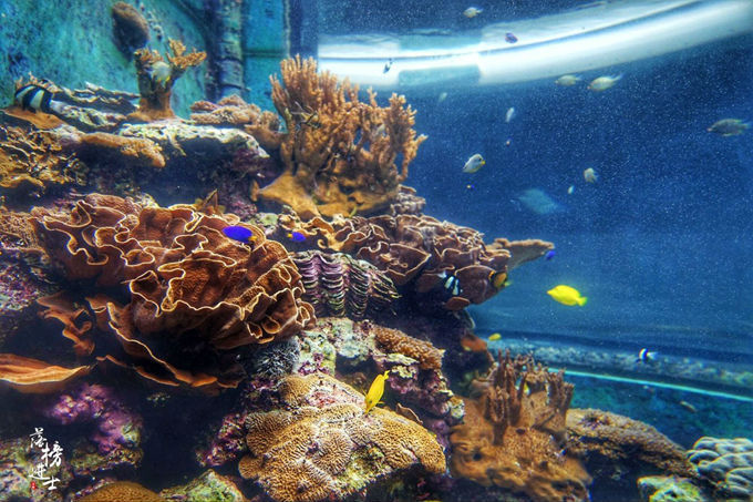 台湾垦丁 有一座东南亚最大的水族馆