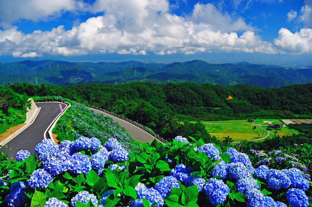 除了樱花 日本人最爱的花竟是它