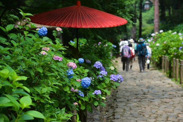 除了樱花 日本人最爱的花竟是它