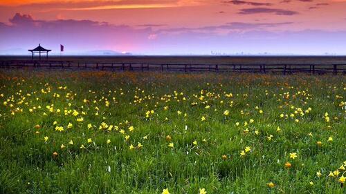 五花草甸，天下第一草甸，塞北最美花海，河北最美的地方